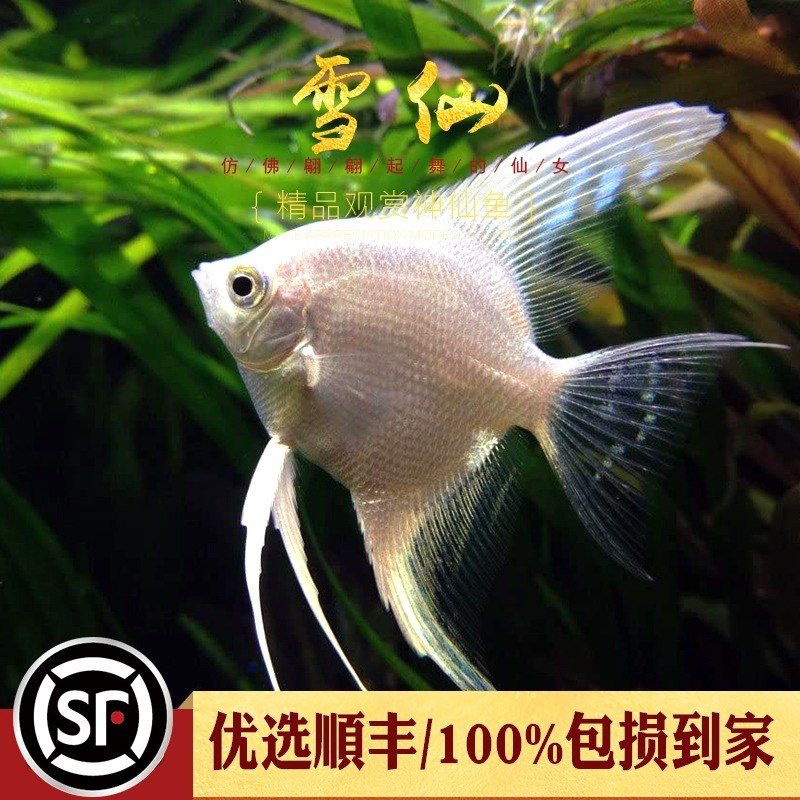 雪仙燕鱼红眼黑眼雪白子仙热带观赏水草缸伴侣白神仙燕鱼宠物活体