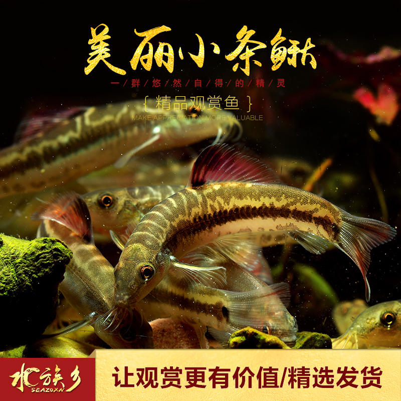 淘宝[水族乡]红腹美丽小条鳅冷水鱼中国原生观优惠券
