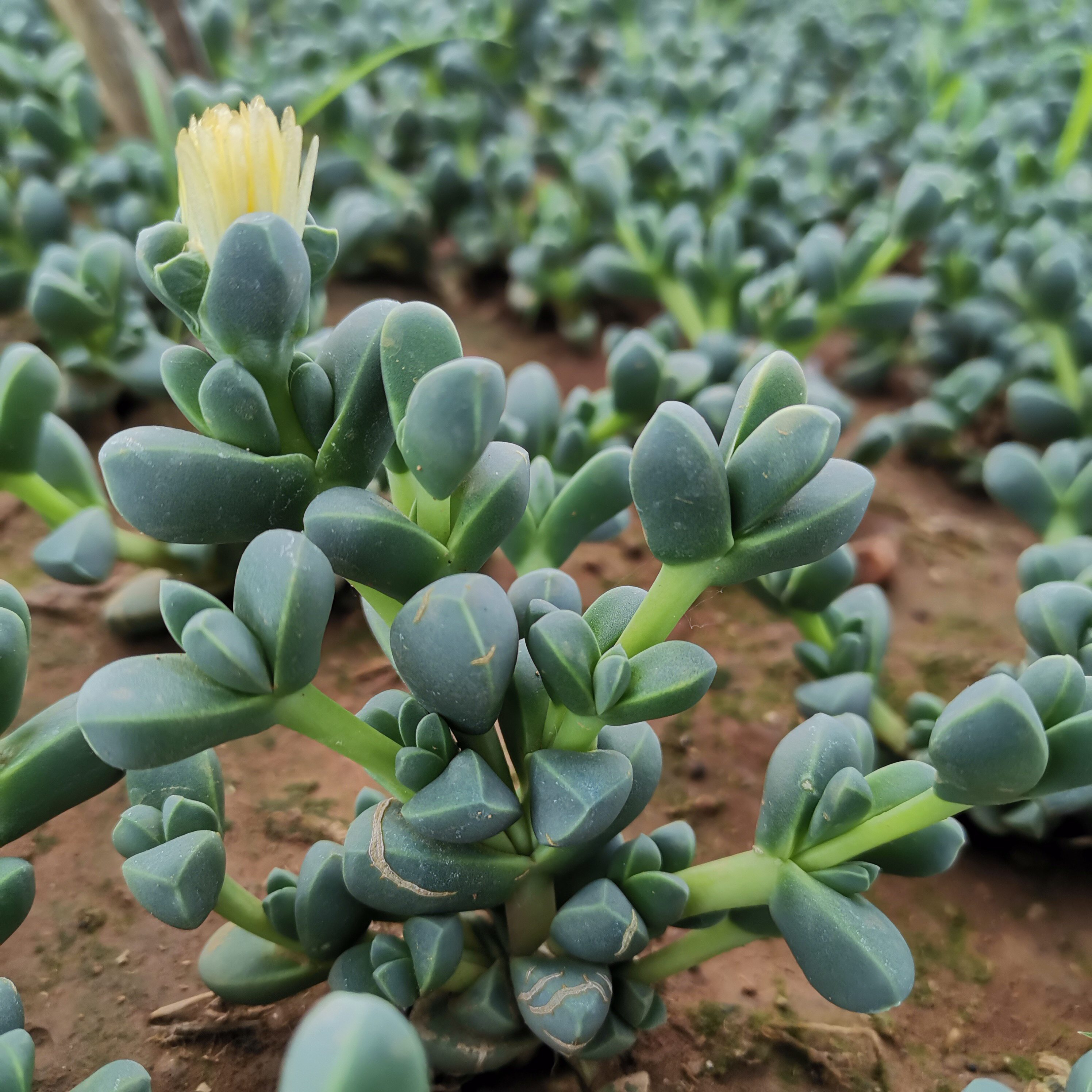 肉色满园鹿角海棠多肉植物组合盆栽多肉植物