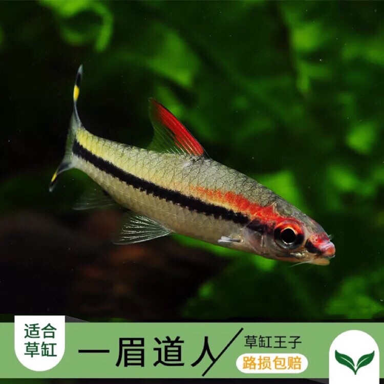 小型鱼活体热带鱼一眉道人观赏鱼活体鱼缸水族箱红眉道人草缸群游在类目 宠物/宠物食品及用品, 水族世界, 鱼中 - 来自Buy2taobao.com提供专业的淘宝代购服务