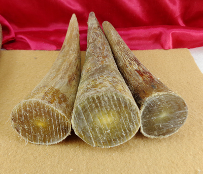 天然西藏白牦牛角尖原材料通透玉质色精选首段实心正宗白牛角原料