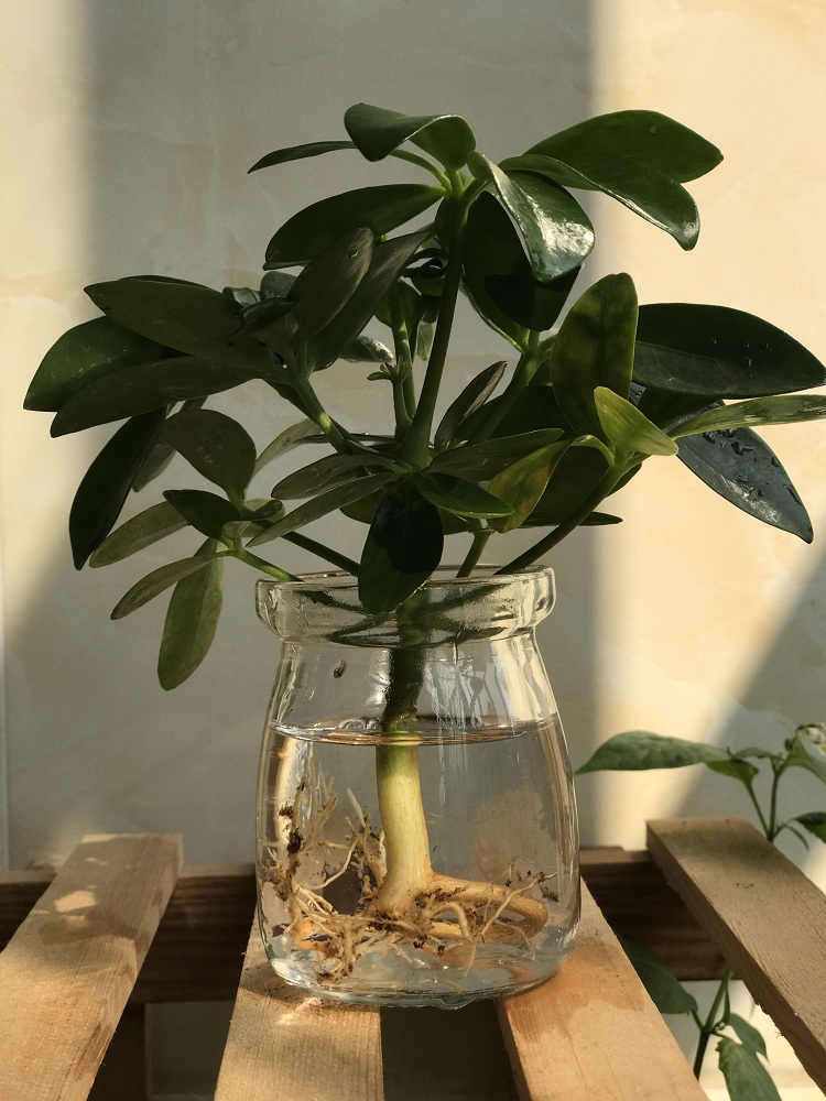 水养鸭脚木盆栽植物办公室内花卉四季常青八方来财七叶莲水培绿植