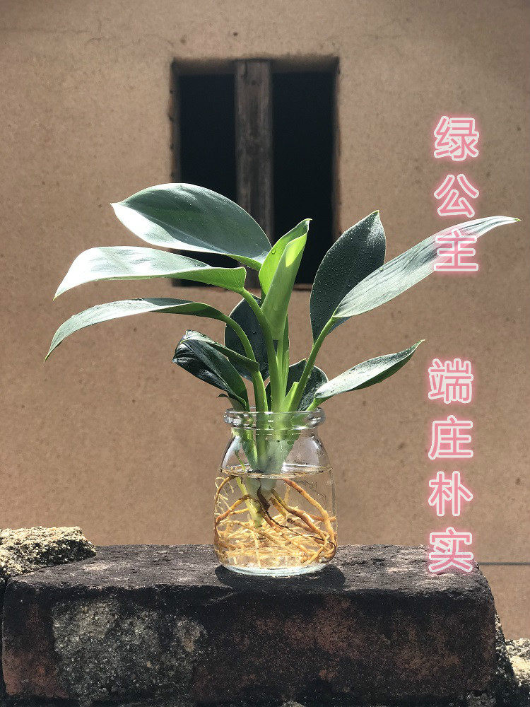 水培绿公主盆栽办公室绿宝石花卉吸甲醛绿植水养净化发财树富贵竹