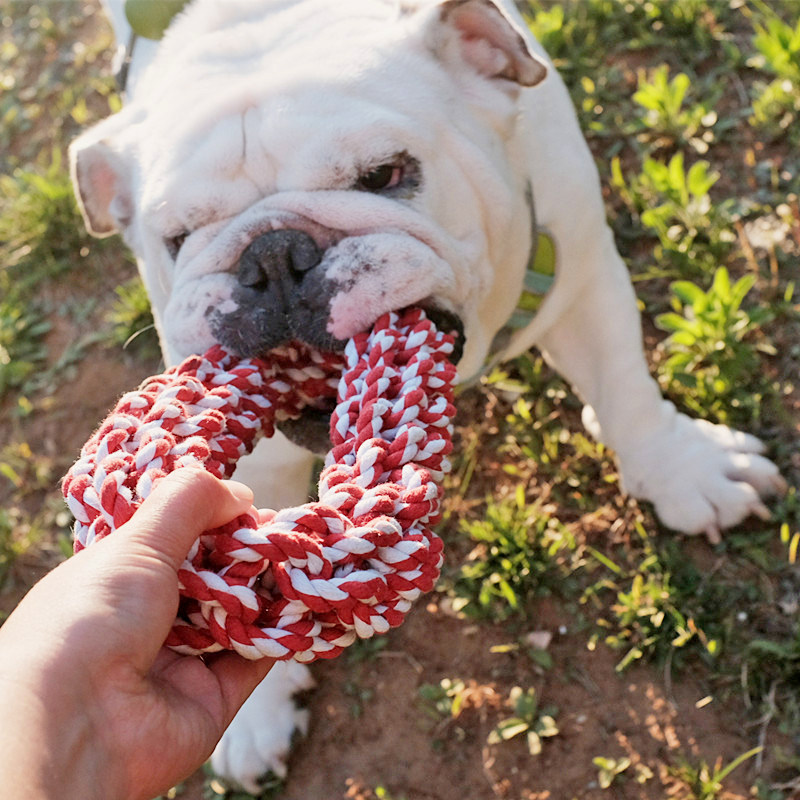 萨摩耶狗磨牙棒耐咬玩具 洁齿大额优惠券