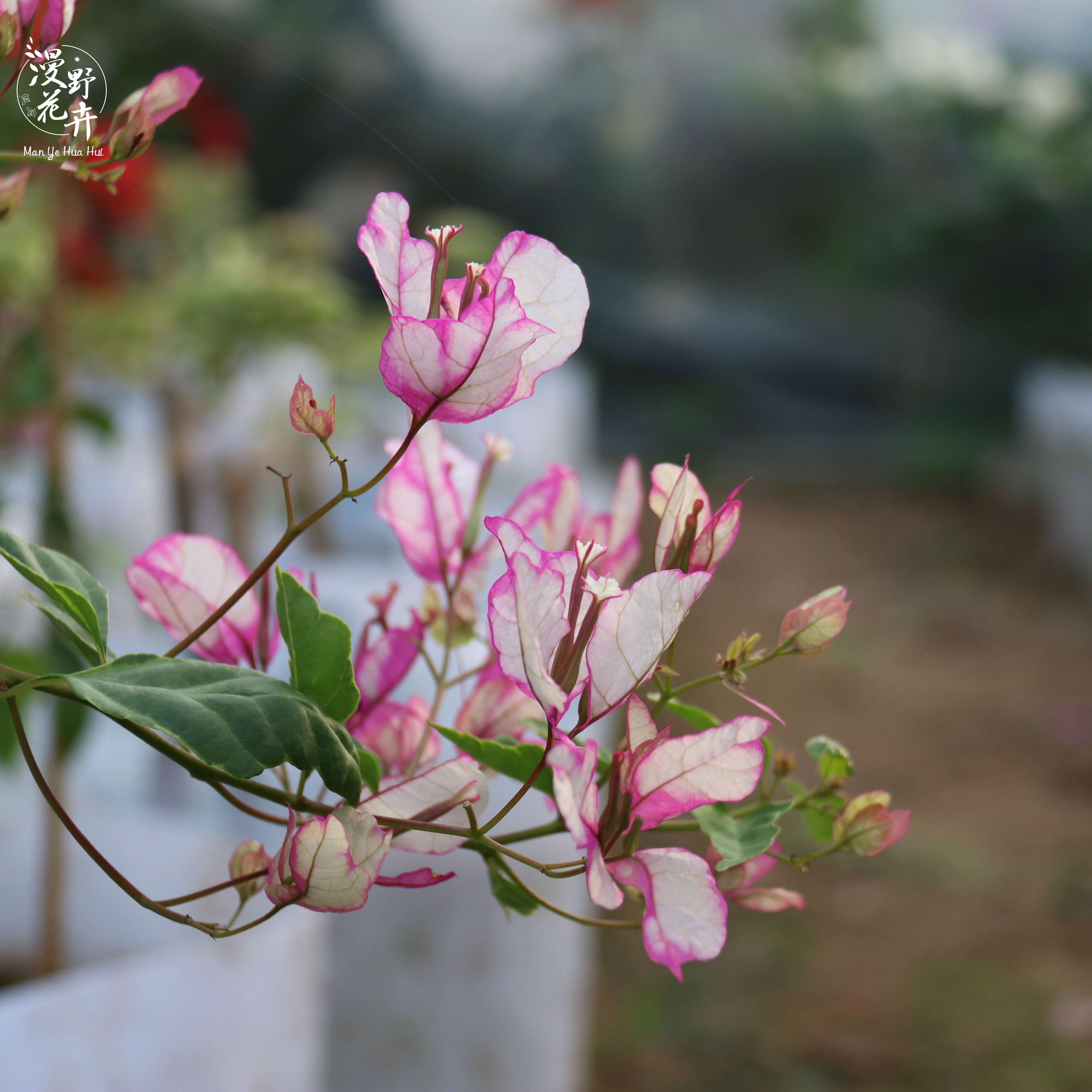 三角梅勤花品种四季