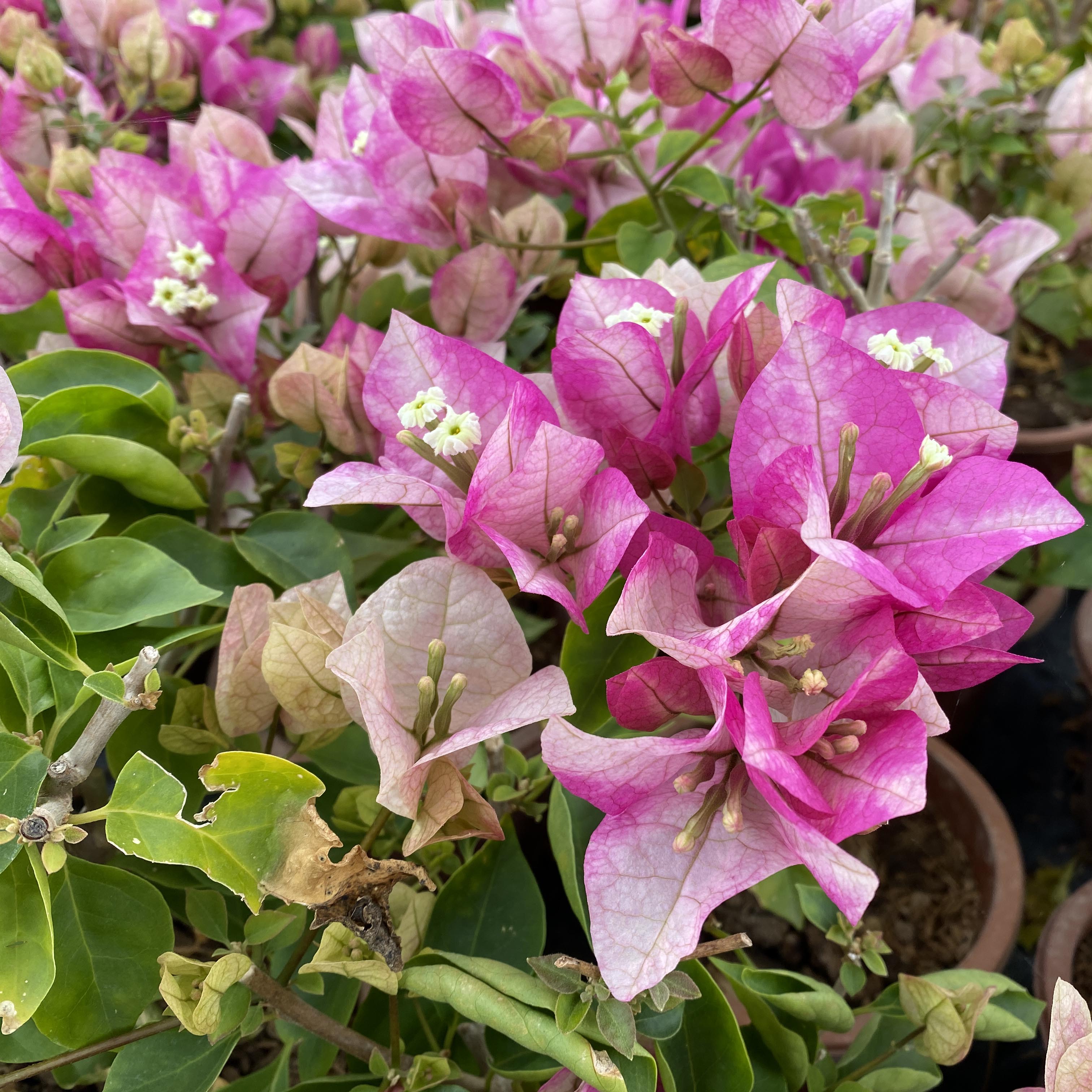 漫野花卉|三角梅小画报扦插苗目前没带花发货盆栽绿植喜阳