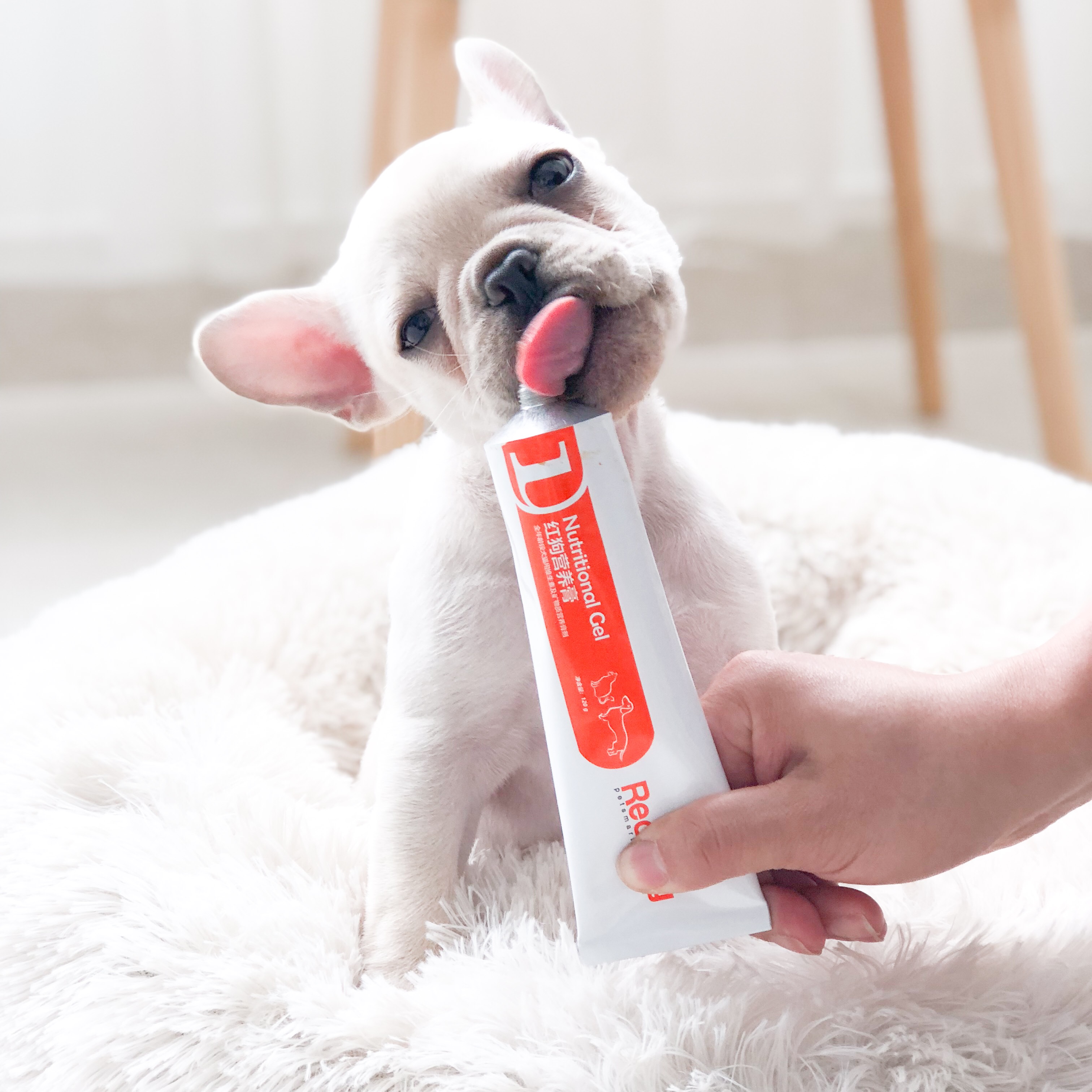 保健品营养品_红狗red营养膏120g猫咪泰迪法斗补充营养维生素猫狗营养