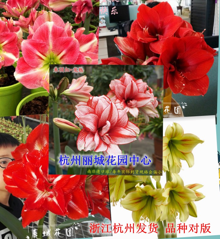 现货【南非进口朱顶红种球鬼魅阿弗雷摇滚乐涂鸦圣诞快乐多年生花|msdalam kategori penghantaran bunga/bunga simulasi/tumbuhan berkebun, bunga/Buah-buahan dan sayur-sayuran/benih rumput (baru), mentol - dari Buy2taobao.com untuk memberikan perkhidmatan ejen Taobao profesional membeli