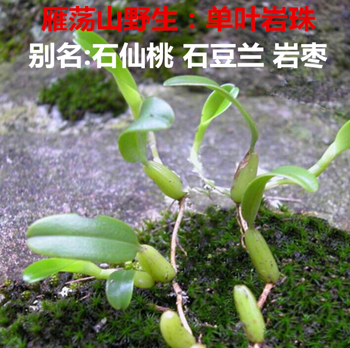 雁荡山野生单叶岩珠 又名石仙桃 石豆兰 岩枣