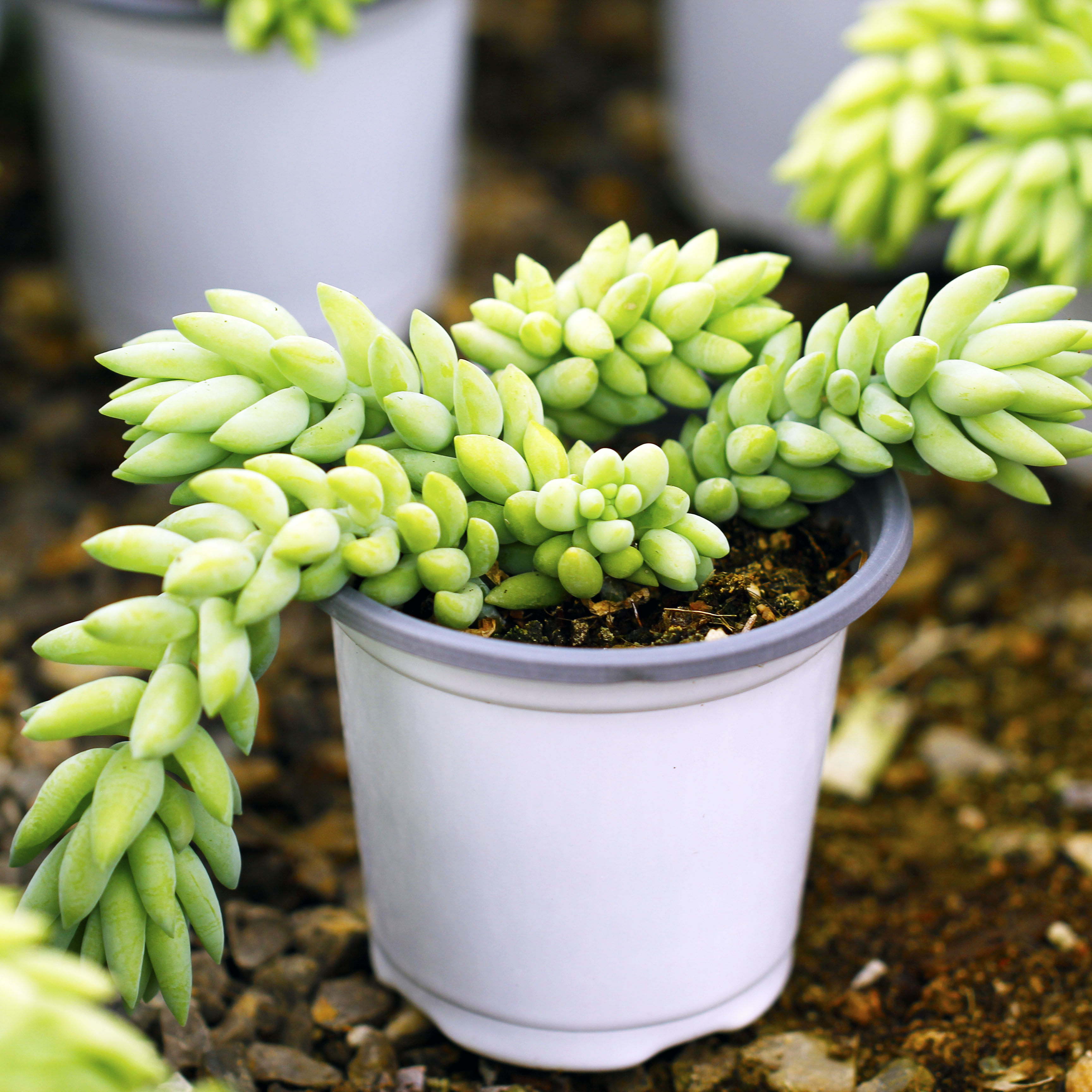 象牙玉缀 龙骨玉缀 象牙玉坠 龙骨玉坠多肉植物肉肉室内花卉 玉坠