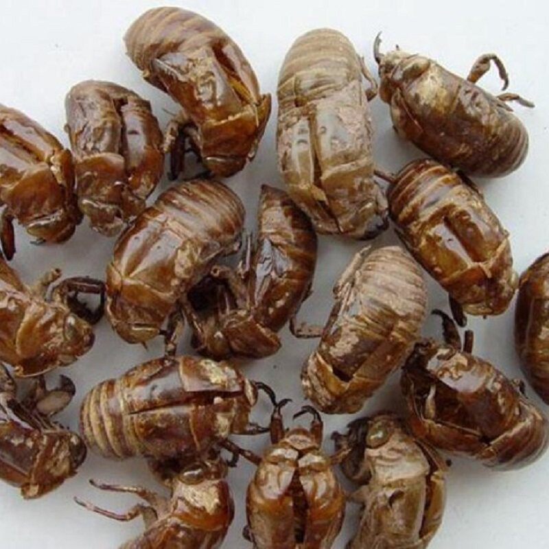 老乡自采山区野生蝉蜕蝉壳 知了皮蝉退壳金牛儿蝉退蝉衣 50g包邮