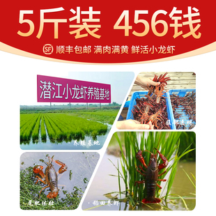 倍鲜岛456钱中红中青5斤潜江鲜活小龙虾鲜活顺丰包邮