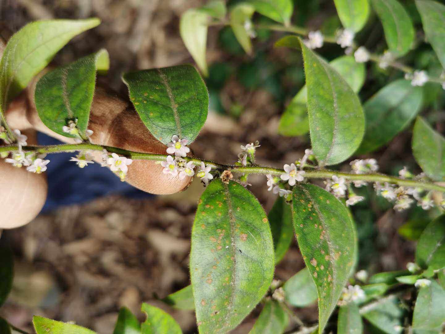毛冬青常绿观赏树种灌木华南植物药材种苗种子新鲜全草