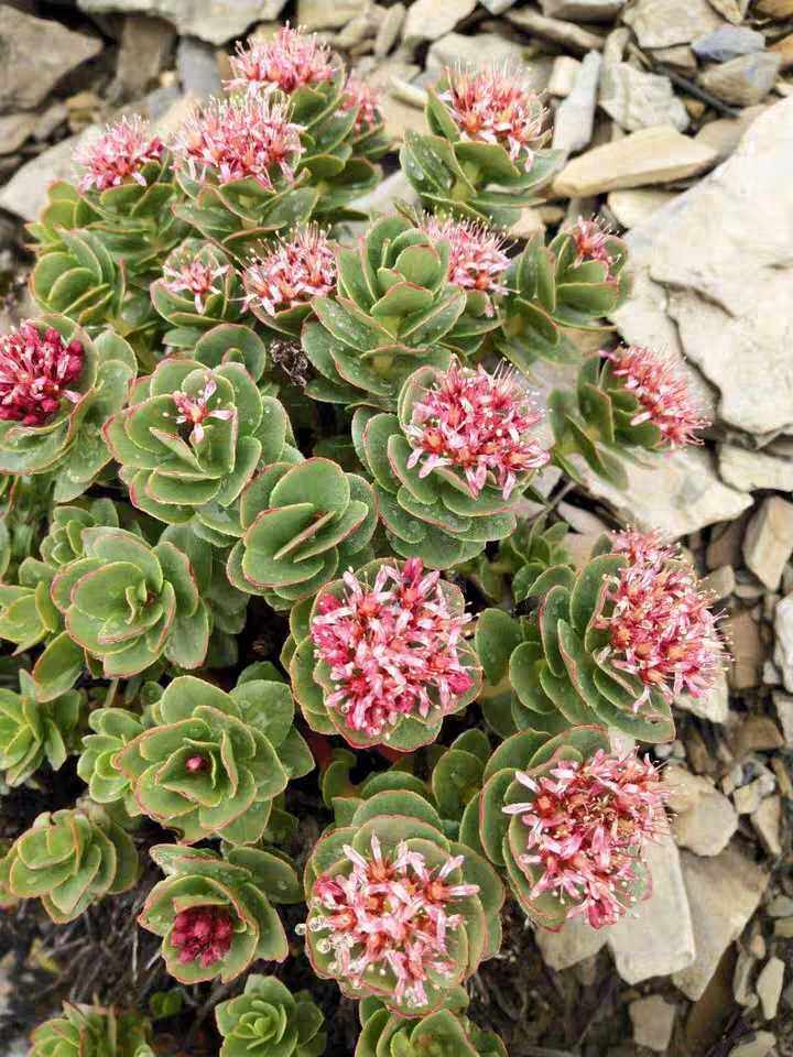 大花红景天观赏药用盆栽植物栽培新鲜全草中草药材种苗种子阳台