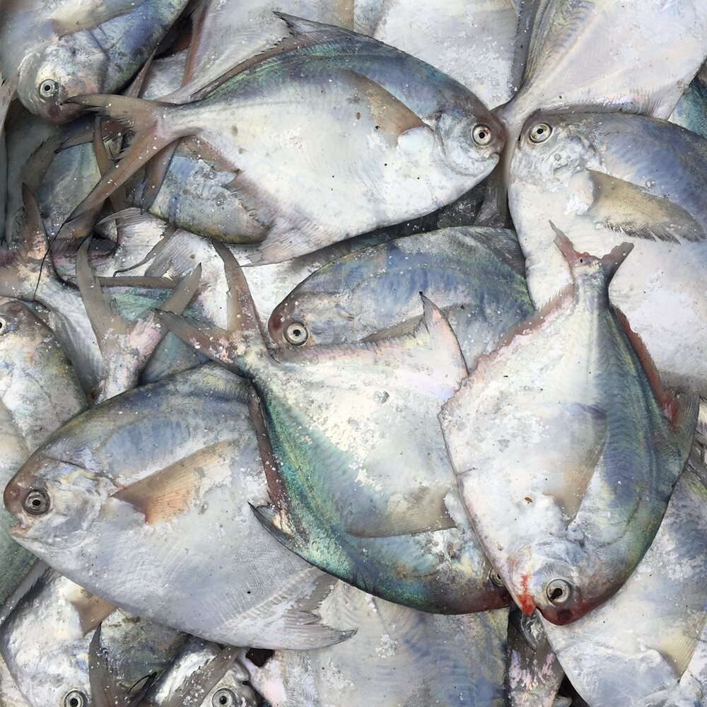 台州湾野生鲳鱼 新鲜白鲳平鱼 扁鱼一斤6-7条 当天海捕 银镜鱼