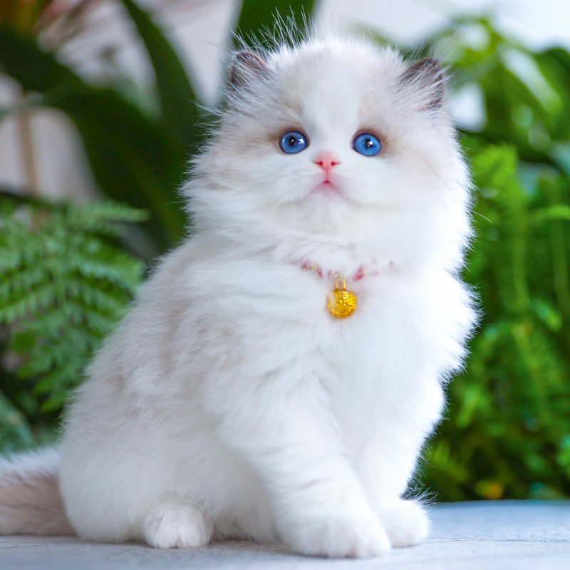 纯种猫赛级仙女布偶猫活体宠物猫蓝眼睛幼崽小猫咪长毛猫幼猫活物