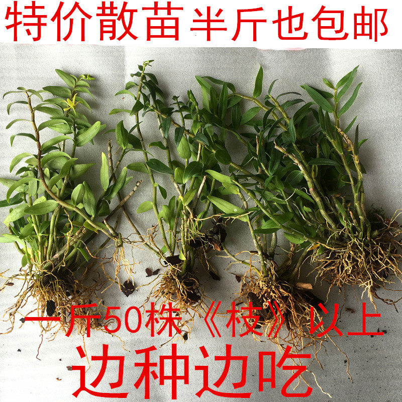 雁荡山铁皮石斛苗 三年苗 低价出售