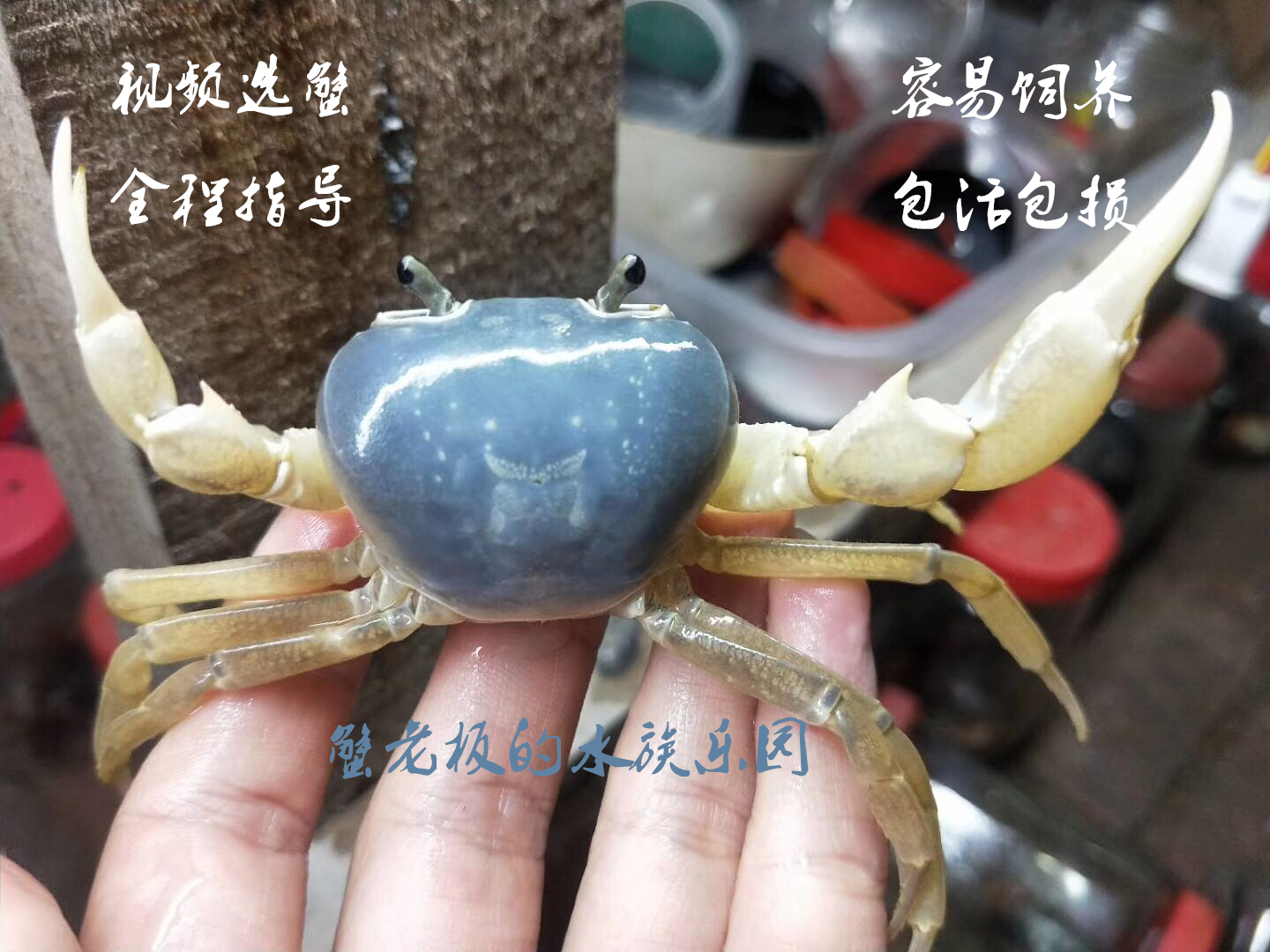 蓝潭勾手相手蟹南海溪蟹观赏蟹淡水螃蟹活体将军蟹爬宠辣椒蟹豹点