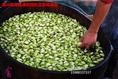 嘉兴产南湖菱新鲜无角青菱元宝菱带壳绿圆菱和尚菱3斤包邮特卖