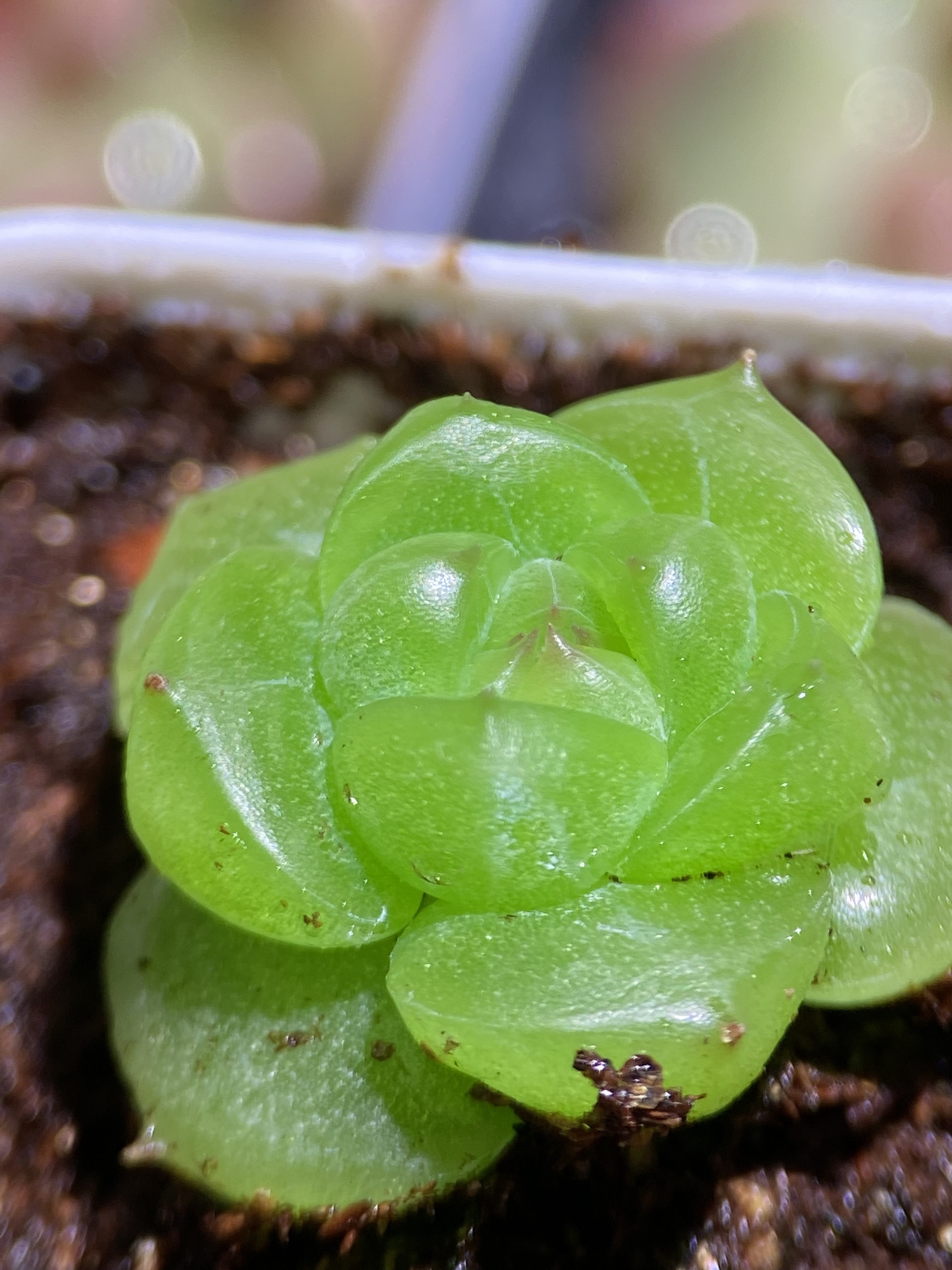 泼天的财富/泼富母本 蜗牛家财富密码（同一棵不同时期状态）待售