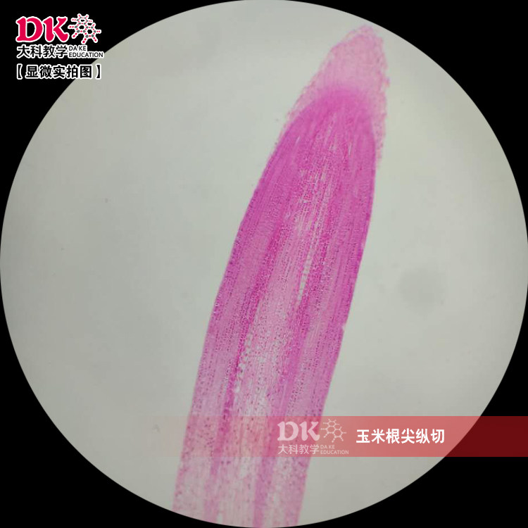 玉米根尖纵切 显微玻片 教学使用 生物切片标本