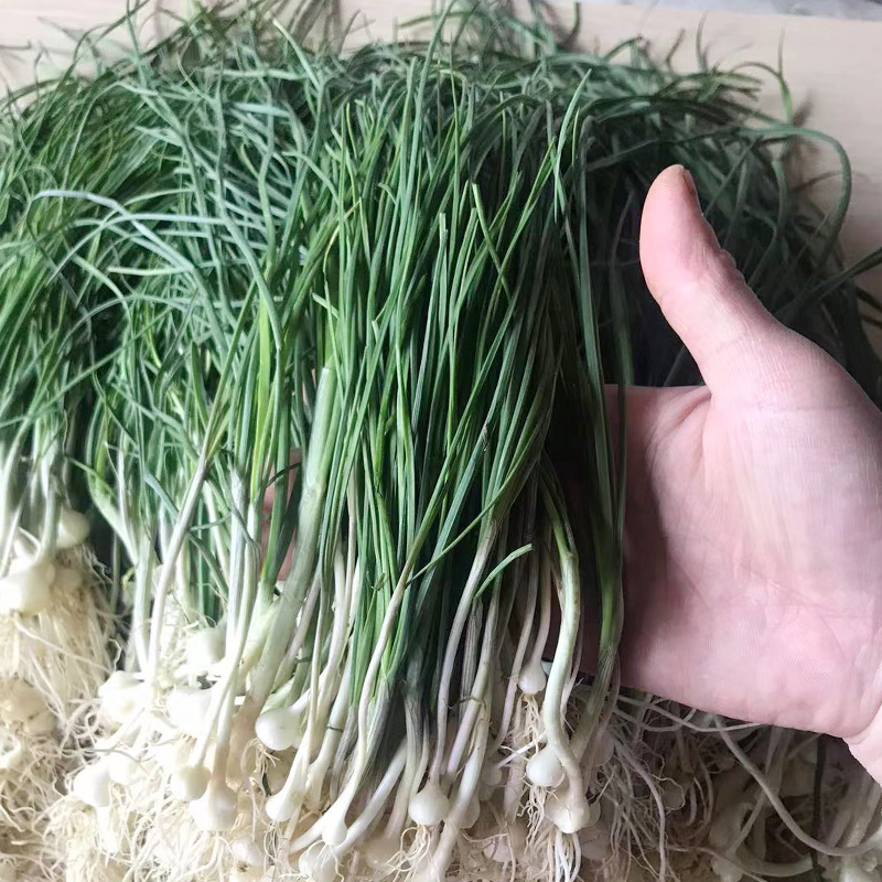 野葱新鲜野葱野菜深山现挖小根蒜胡葱野生山葱百香葱野菜