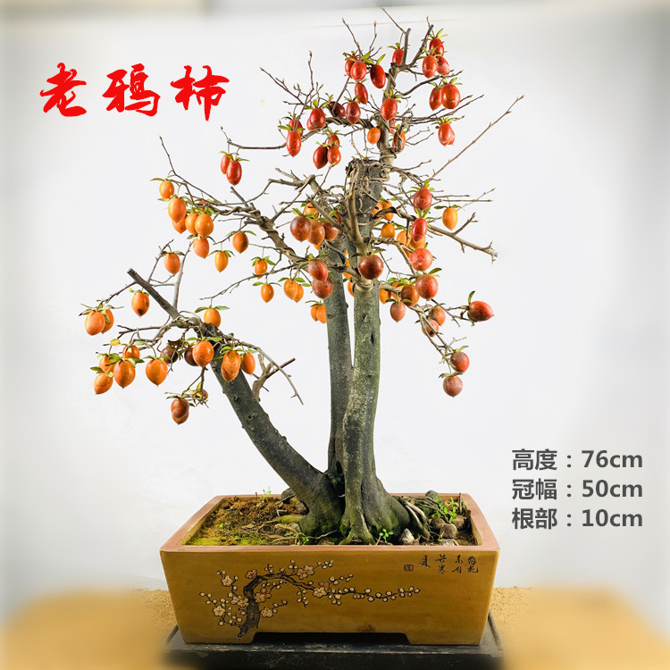 老鸭柿