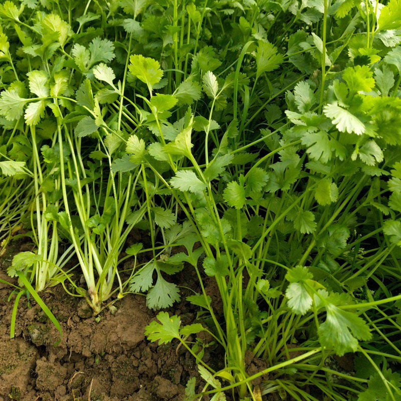 香菜种子蔬菜农家香菜盆栽苗大叶芫荽种阳台专用香菜籽种老品种籽