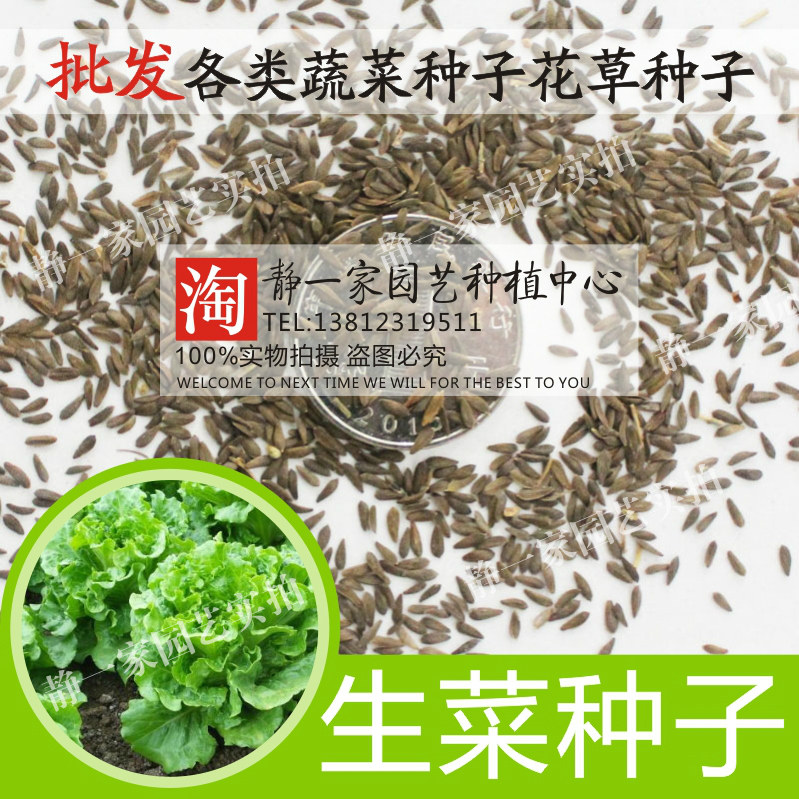 一折蔬菜种子批发_生菜种子批发耐抽苔生菜种子耐热农家四季播奶油