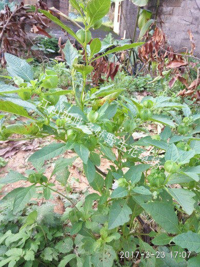 野生蓝花天仙子草本木瓜苦莪假酸草药易种植物绿植