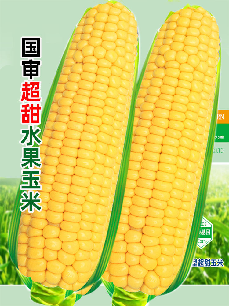 早熟超甜水果玉米种籽生吃甜种子苗粘菜种高产孑特大秧苗大全