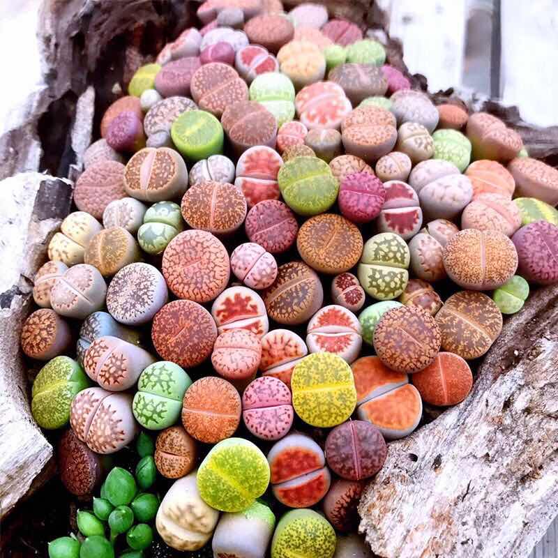 绿野园艺| 生石花 精选多肉植物 防辐射绿植花卉盆栽室内组合