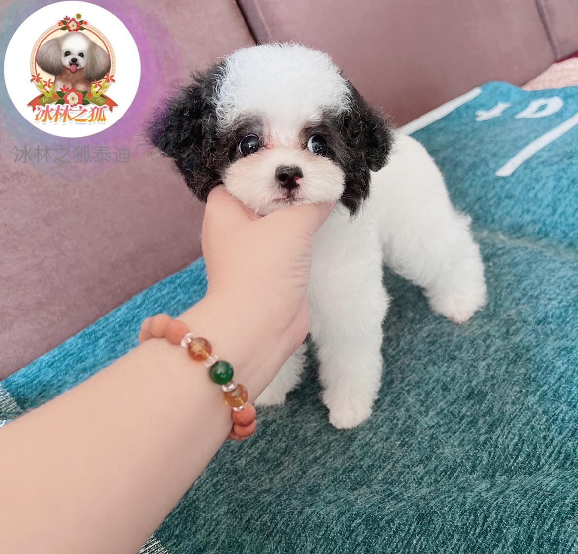 豭ȮǮһֻ_豭Ȯ۸_豭ȮǮ