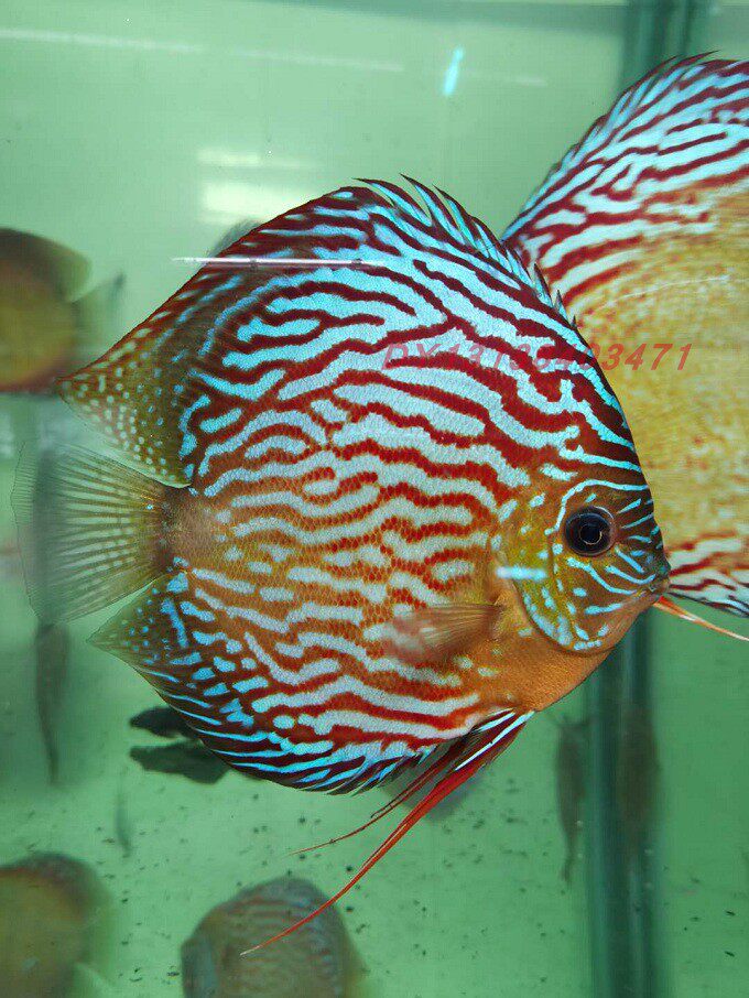 皇室七彩神仙鱼野彩子代热带鱼