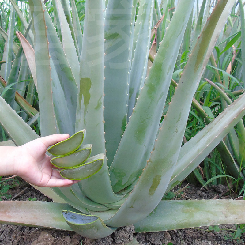 库拉索芦荟盆栽