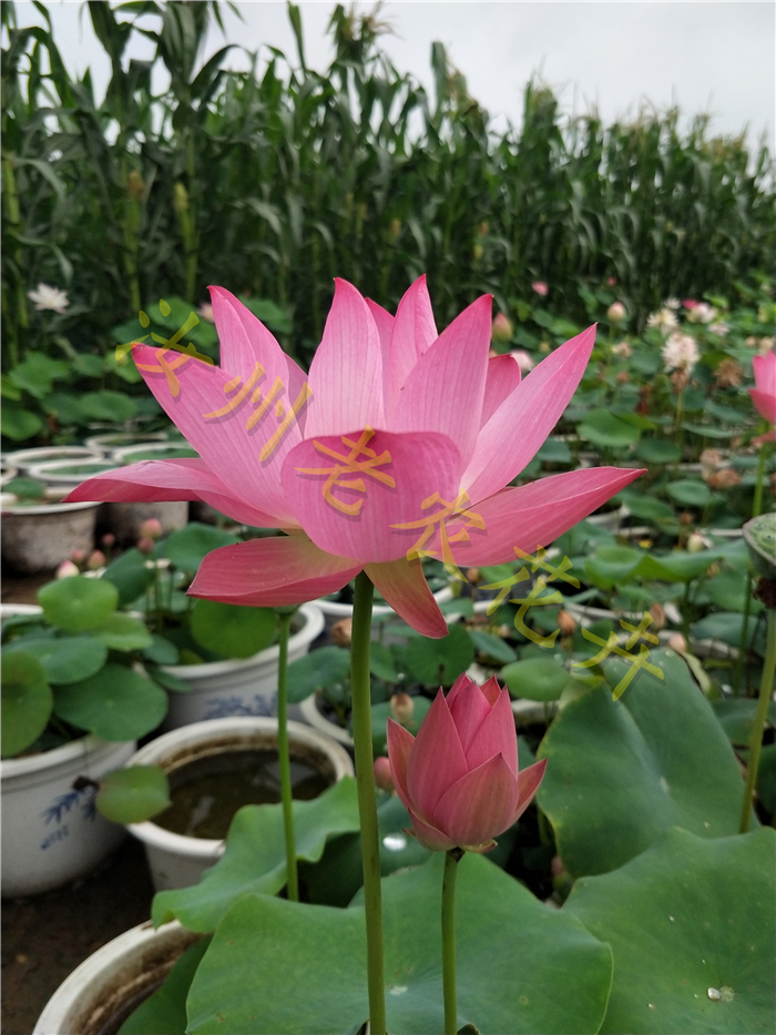 映日红中型汝州老农花卉真碗莲水生庭院荷花迷你阳台种藕鞭成品苗