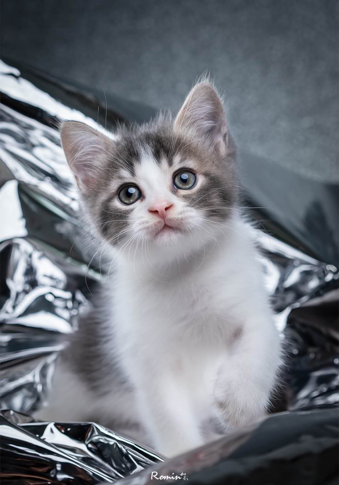 艾米丝TICA猫舍曼奇金曼基康矮脚短腿短毛猫 蓝白长腿弟弟已售|msdalam kategori haiwan peliharaan/makanan haiwan dan bekalan, Kitty - dari Buy2taobao.com untuk memberikan perkhidmatan ejen Taobao profesional membeli