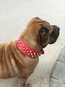 【包邮】英国斗牛犬项圈英斗狗犬法国斗牛犬带刺脖圈带钉尖顶恶霸