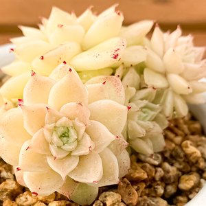 芸滔多肉花坊精品韩国多肉植物女王玫瑰麦秆阳台(三)