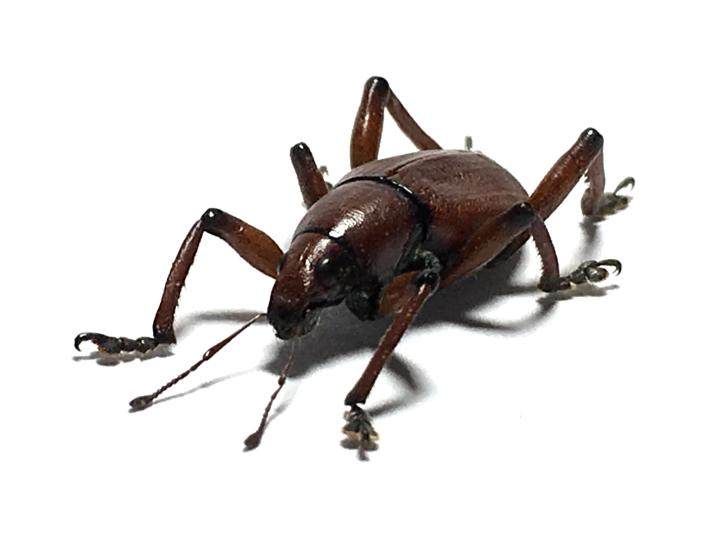 菲律宾原始雨林惊叹的球象甲,甲壳虫标本珍藏******************