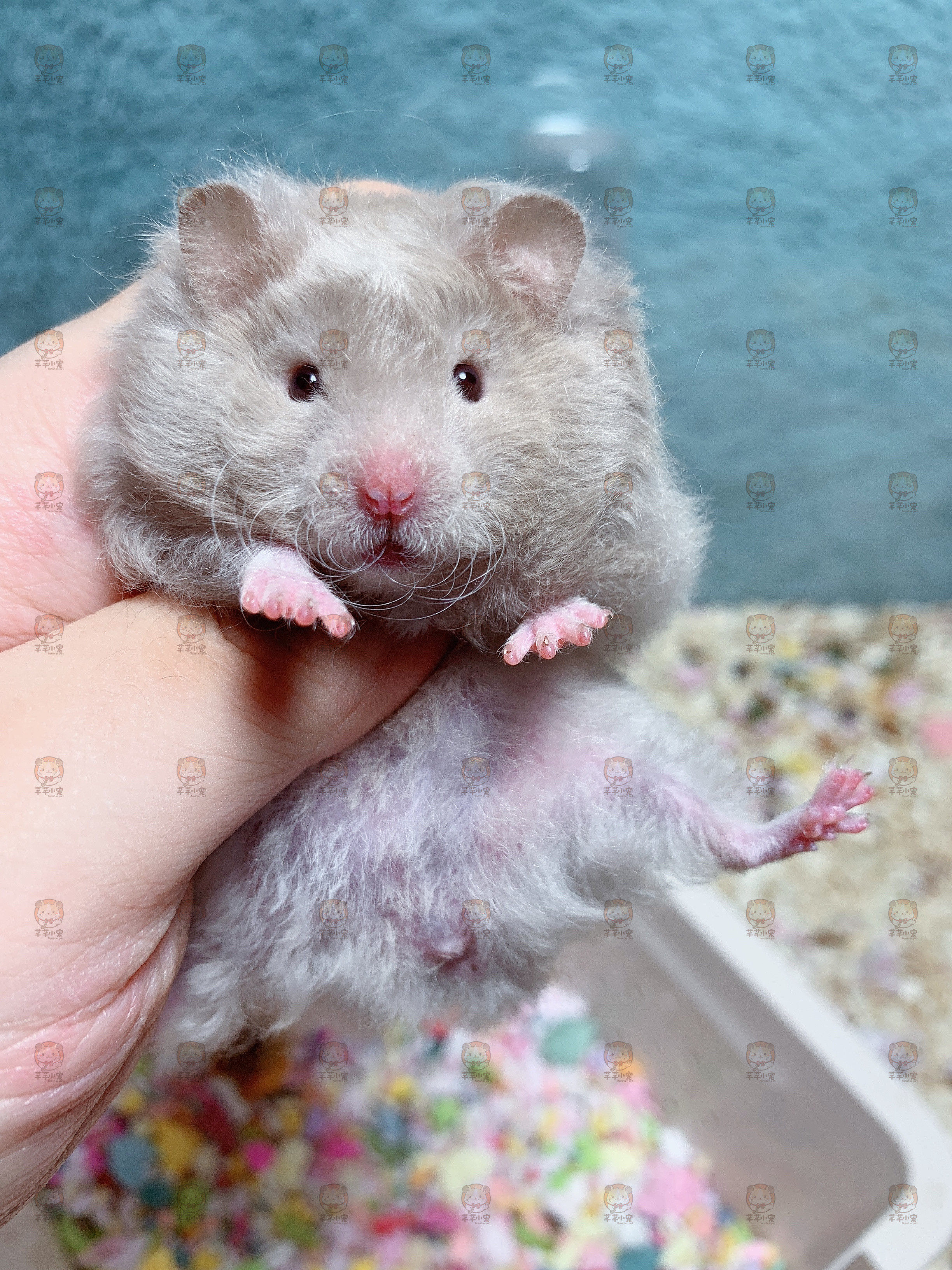 芊芊一熊邮包包邮包小宠活体妹妹鸽灰卷毛金丝熊仓鼠