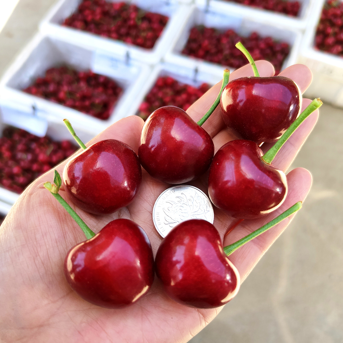 美早大樱桃大连旅顺国产新鲜水果包邮现摘车厘子董大叔家无公害