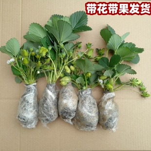 草莓苗 带花带果 奶油盆栽 红颜