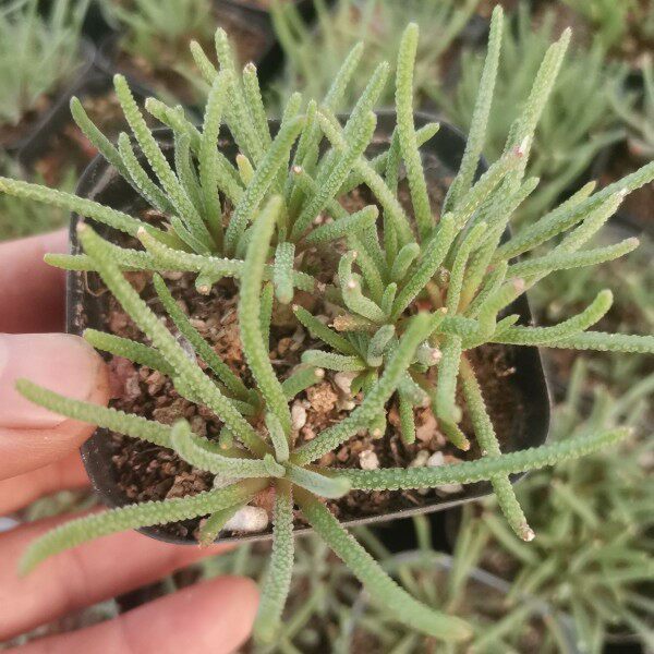 天赐 多头块根多肉植物 8-10公分左右老桩 番杏科全店满28包邮