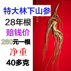 特大野山参 稀有精参阳参单支重量40克以上 灵参阳参 正品大特价