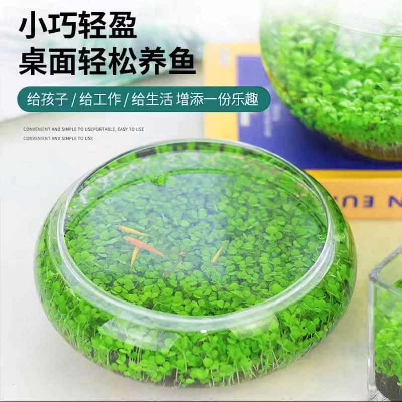 【草坪就这么简单】鱼缸水草种子生态玻璃瓶造景绿植种籽水培盆栽