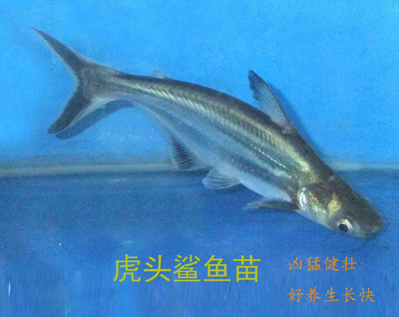 特价小鲨鱼活体_家养小鲨鱼活鱼虎头鲨鱼苗凶猛观赏鱼肉食宠物鱼观赏