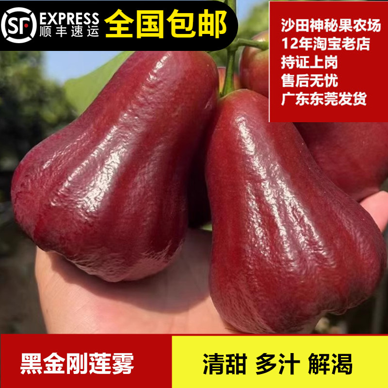 莲雾树苗台湾黑珍珠莲雾大叶红莲雾嫁