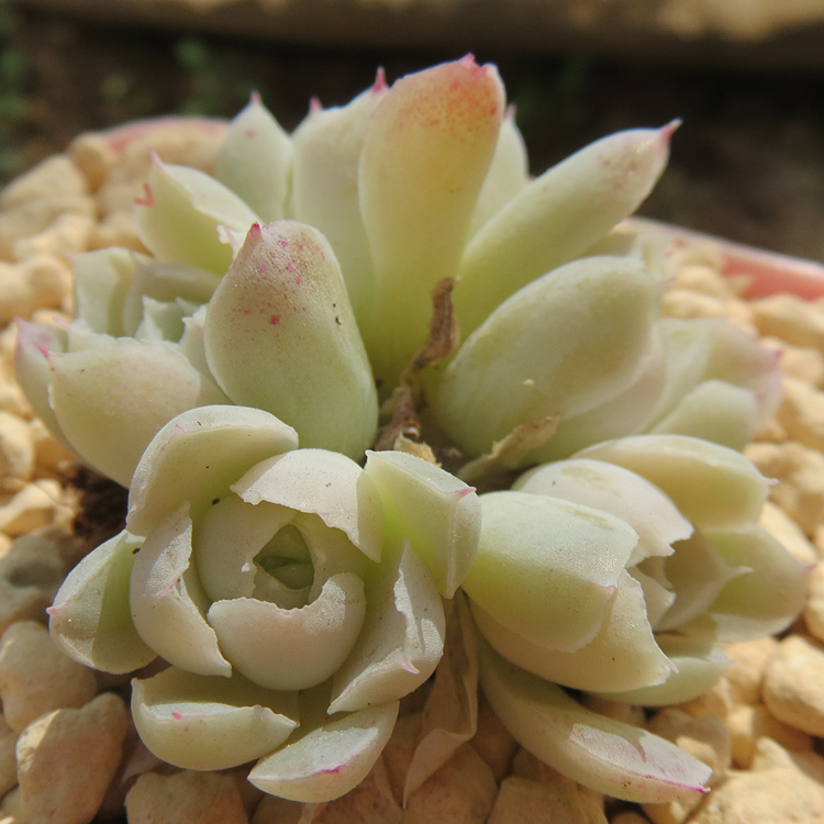 月影蔷薇 泌心 纯白果冻 群生 多肉植物 韩国进口 一物一图