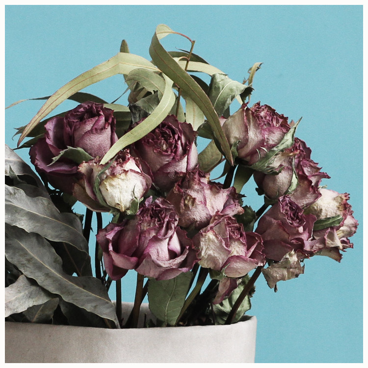 wooken天然复古紫玫瑰干花花束大花头紫霞仙子真花永生花橱窗家居